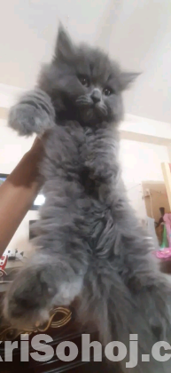 Persian kitten